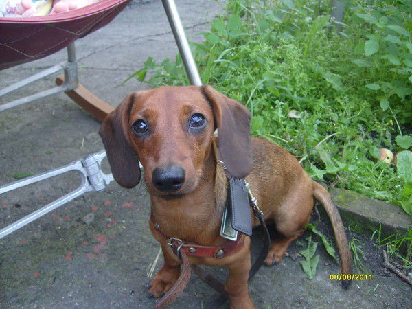 Елена Недоспасова