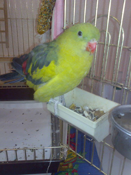 Алексей Павлов