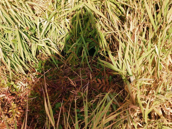 Сергей Шаталов