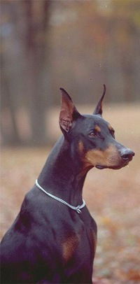 Яроб Борисович