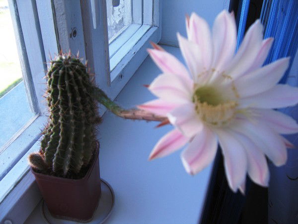 Сергей Алексеев