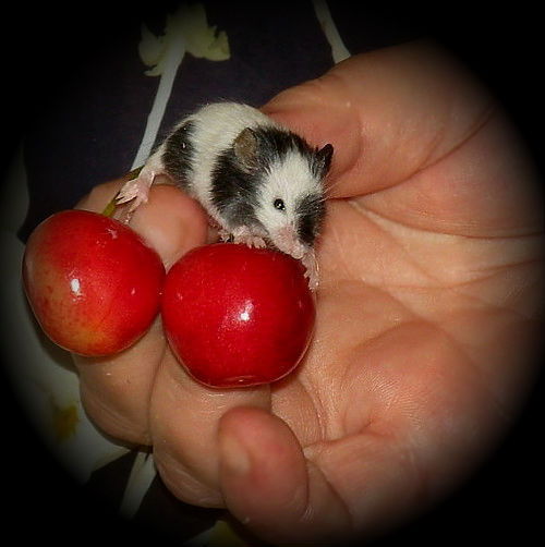 Куколка Куколка