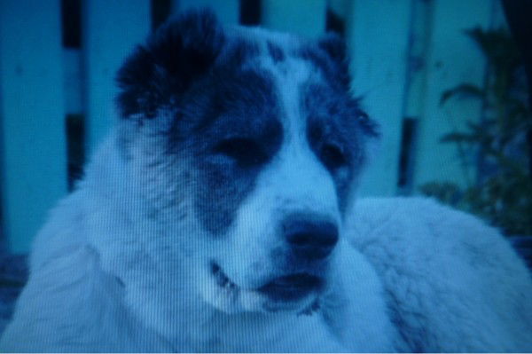 Сергей @))))))))