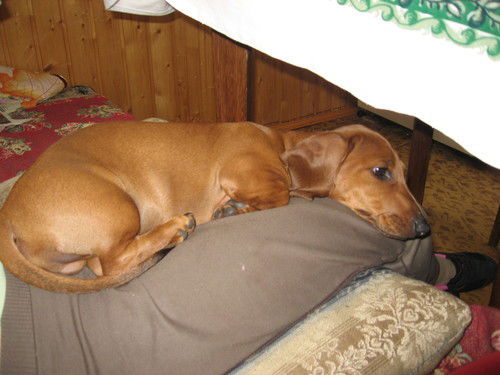 Максим Ефремов