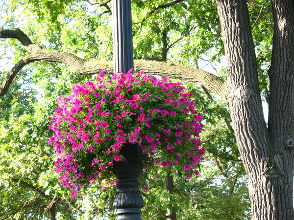 Ольга Носикова