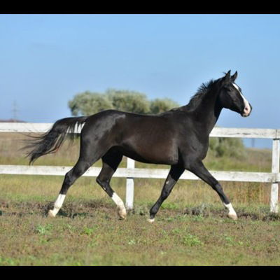 Марина Конник