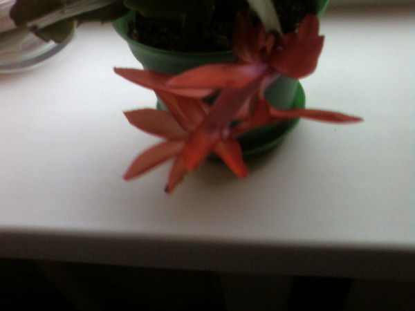 Зоя Болдина