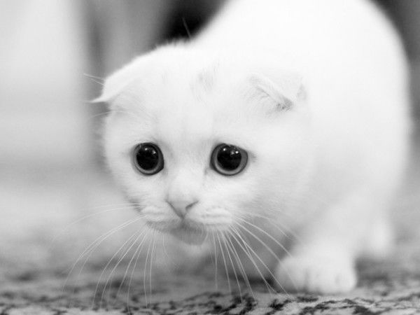 Роман Лащук