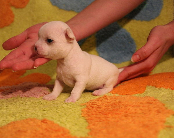 Людмила Кадина