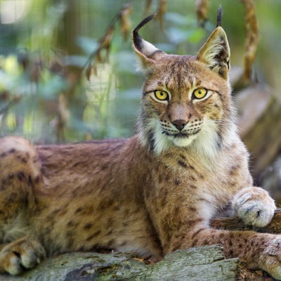 Оксана Шаркова