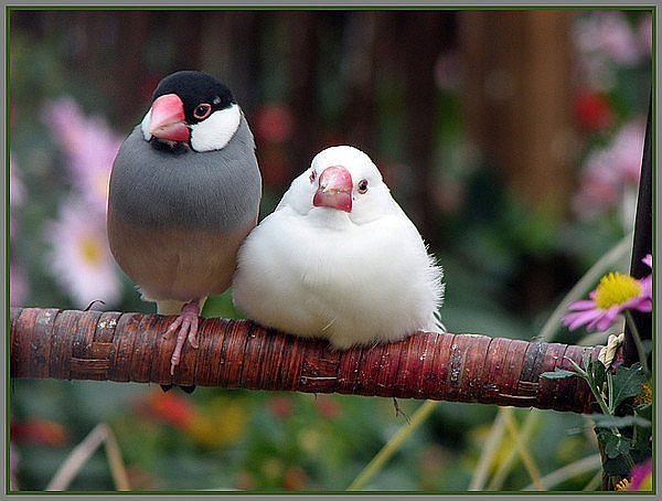 Спартачка Царёва