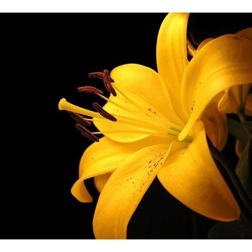 Галина Ковтун