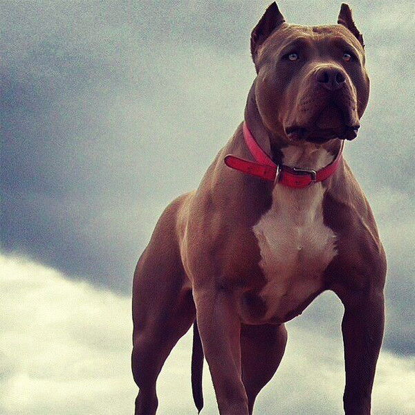 Валерий Смыков