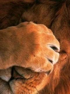 Шабнам Рустамова