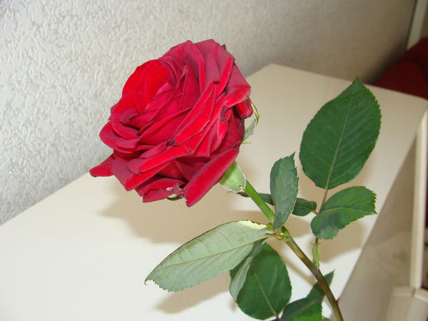 Ирина Матвеева