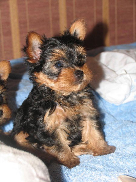 Отправитель Отправитель