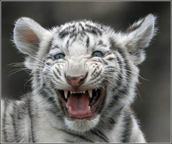 Оксана Кузвесова