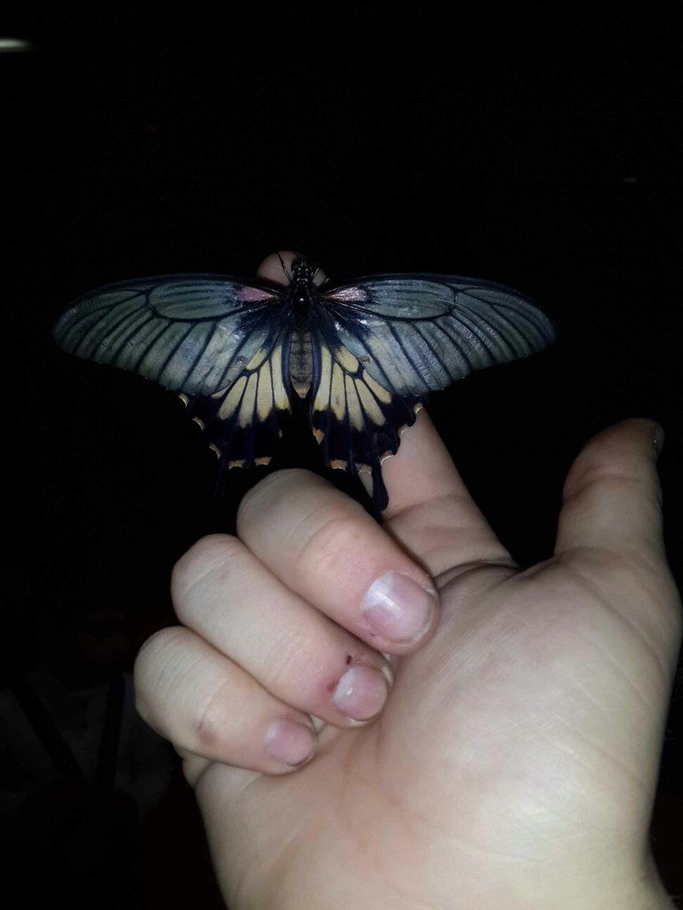 Ольга Проворова