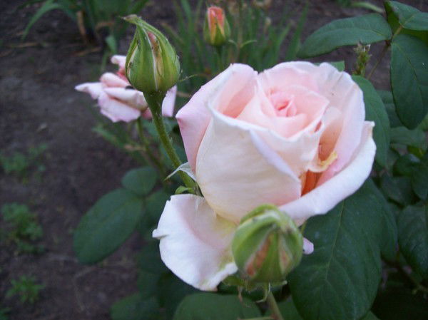 Лаура Тастанова