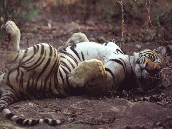 Николай Подателев