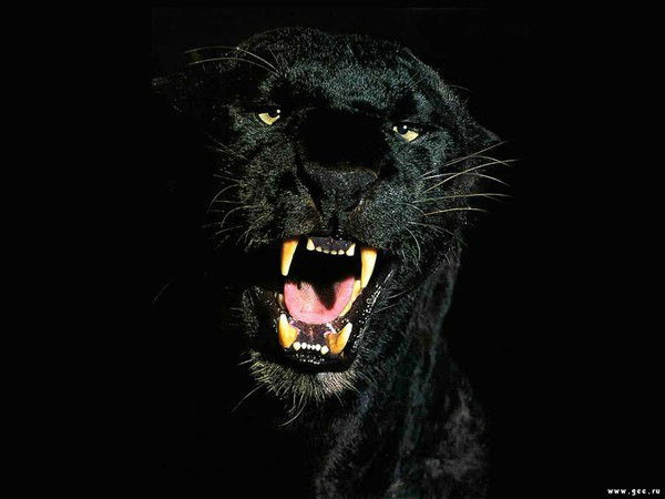 Анжелика Капш