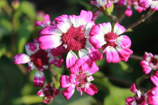 Ксения Середникова