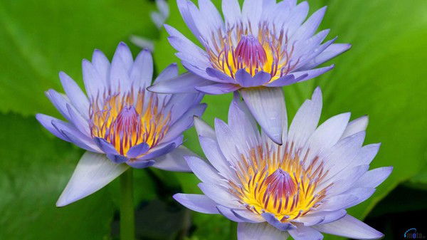 Айсылу Шамгунова