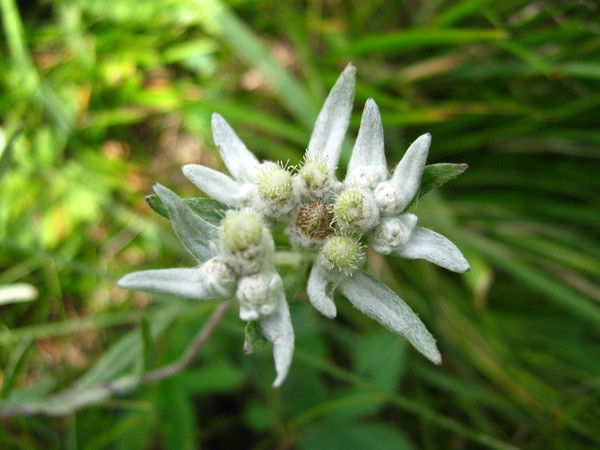 Ольга Николаева