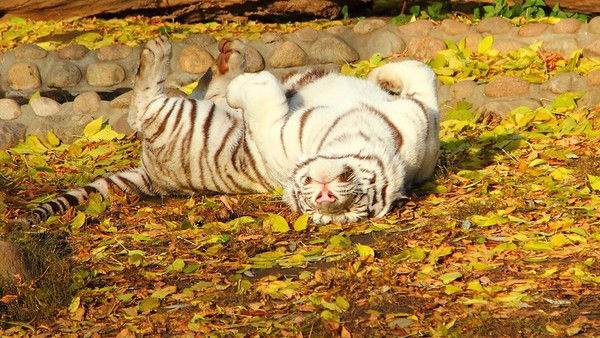 Светлана Фролова