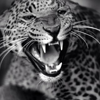 Александр Егоров