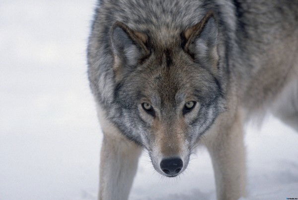 Сергей Муратов