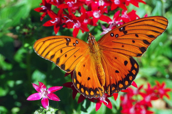 Дильнара Нурова