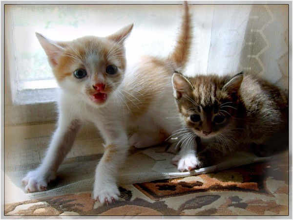 Екатерина Галиулина