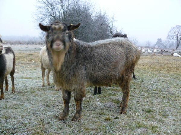 Сергей Кораблев