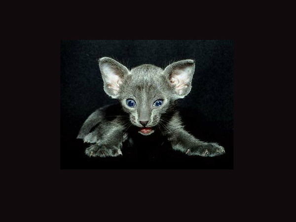 Люба Малкова