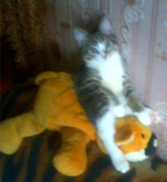 Настя Хомячок