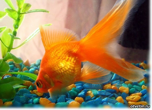 Ирина Богун