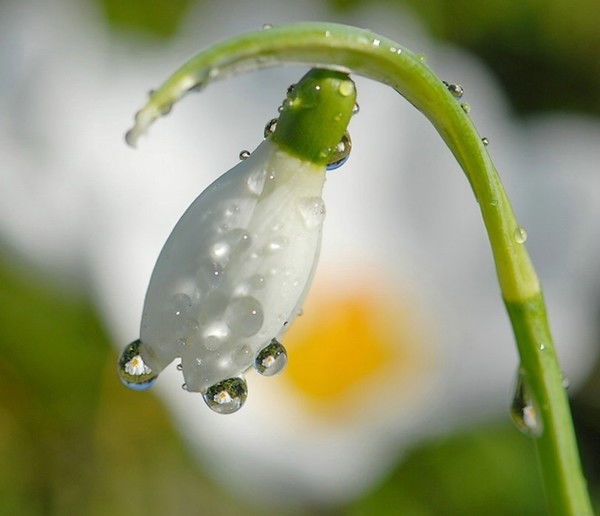 Анжелика Тебекина