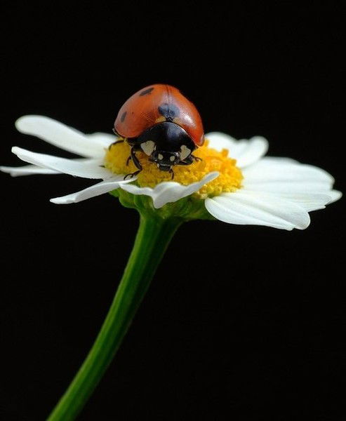 Ольга Морина