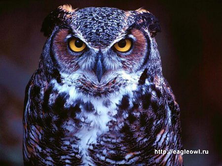 Валерий Маршинов