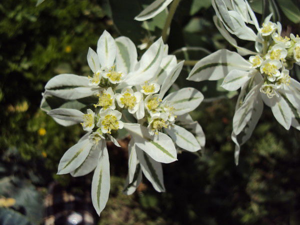 Эльмира Сафаргалиева