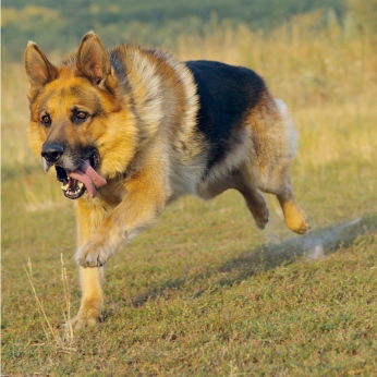 Фарит Дасаев