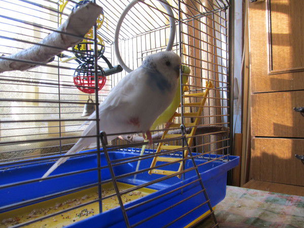 Вадим Выходцев