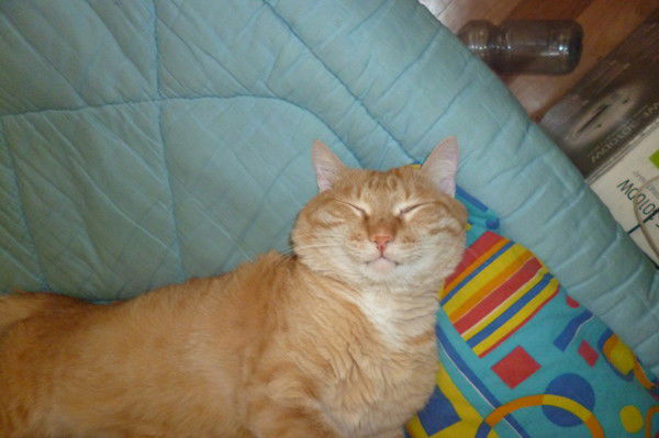 Довольная Морда