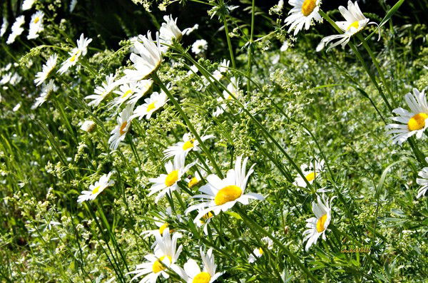 Ирина Борисова