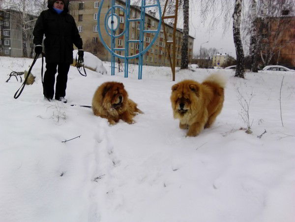 Елена Казакова