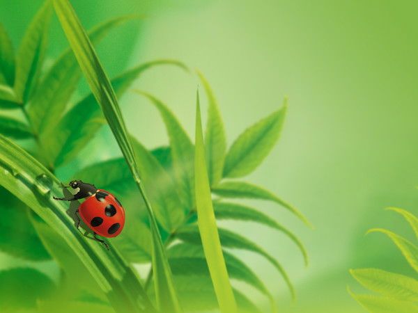 Мро Железногорск