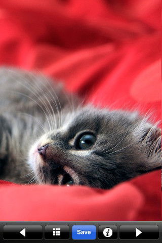 Алёна Орлова