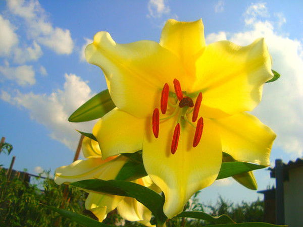 Аня Царевская