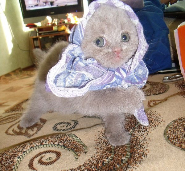 Екатерина Михайлова